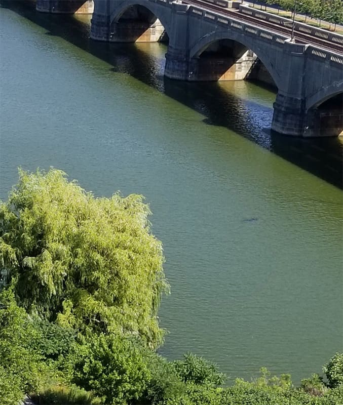 Harmful Algae Bloom (HAB) in the Charles River blue-green